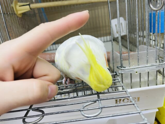 オカメインコ