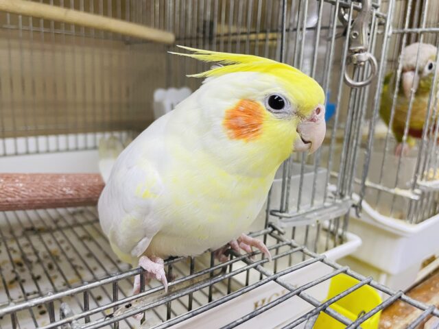 オカメインコ