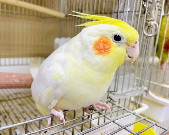 最新画像になりますよ⭐️1人餌⭐️ネガティブはせーのっ⭐️パンチパンチパンチ👊　オカメインコ　ルチノー