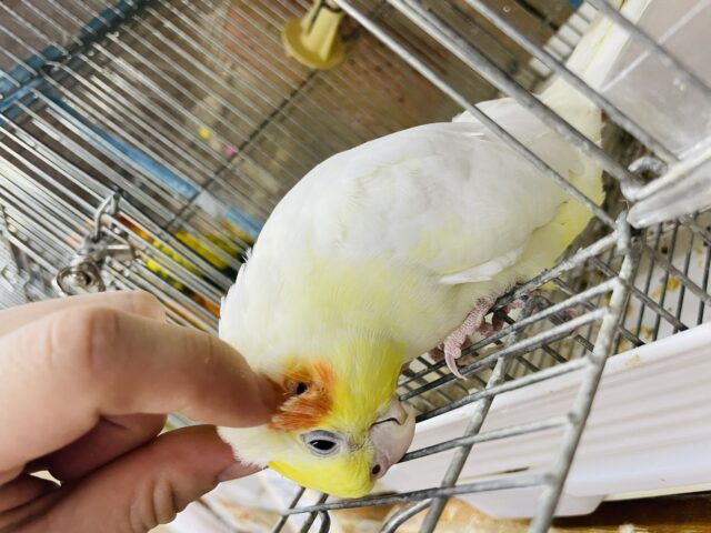 オカメインコ