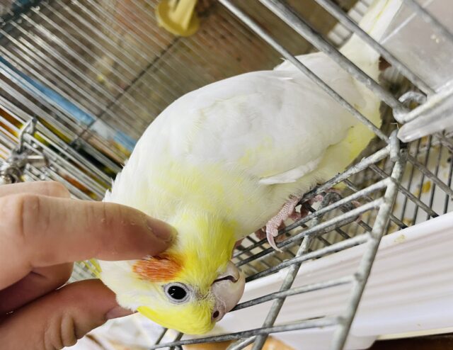 オカメインコ