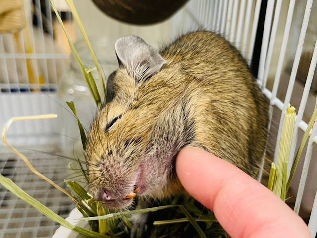 【動画更新🪄】カキカキ大好き♡甘えんボーイ♫デグー(ノーマル)男の子