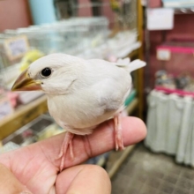 最新画像あります☆シルバーカラーのかっこいいコ✨シルバー文鳥！！