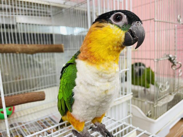 ズグロシロハラインコ