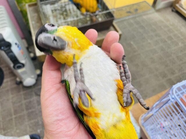 ズグロシロハラインコ