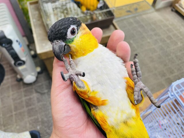 ズグロシロハラインコ