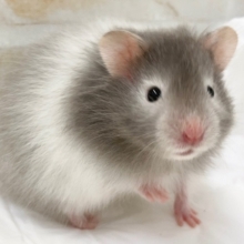 セーブルバンデットのかわいいハムスターさんが来ました！