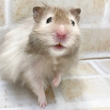 セーブルハムスター　ゴージャスになりました！