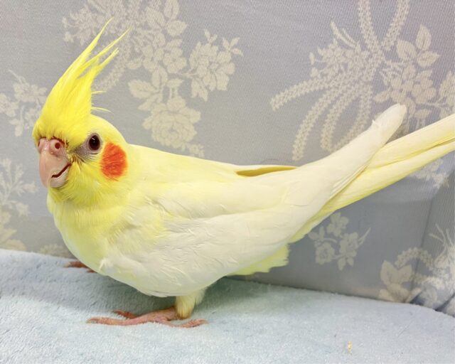 ❣️最新画像❣️キラキラお目目が素敵！🌟オカメインコ(ルチノー)2023年10月生まれ