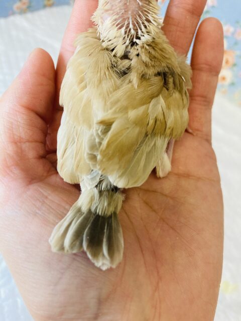 シナモン文鳥