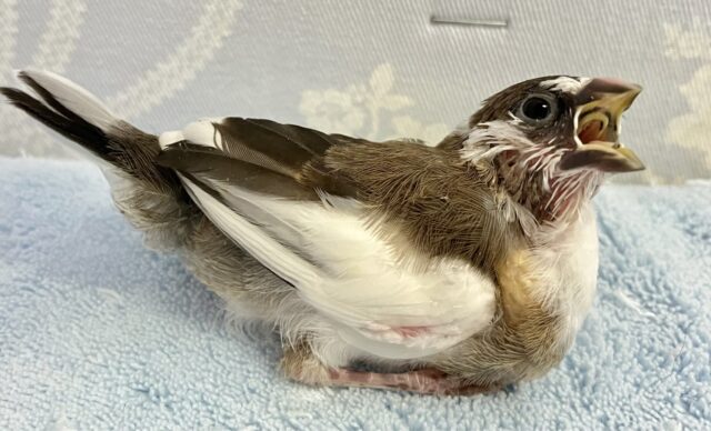 十姉妹（ジュウシマツ）