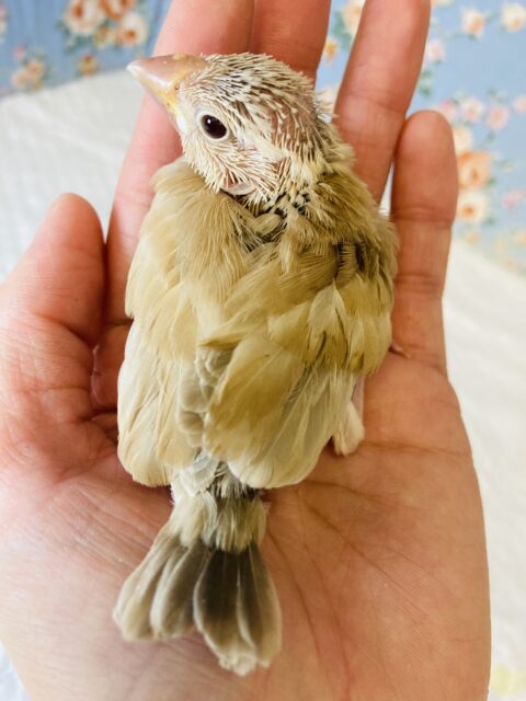 シナモン文鳥