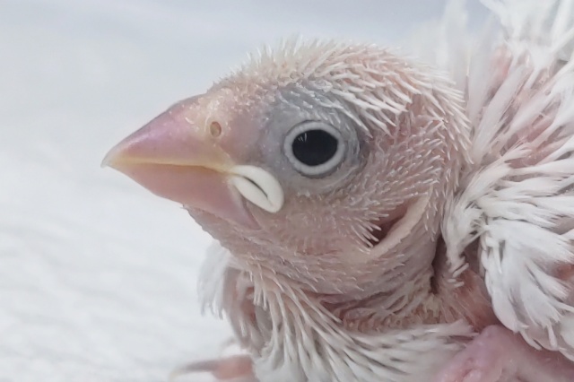 成長楽しみ今は小さい怪獣さん～🐣 白文鳥