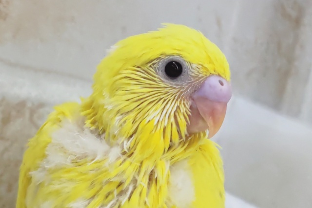 ビリビリっと黄色～⚡ セキセイインコ(黄ダブルファクター)