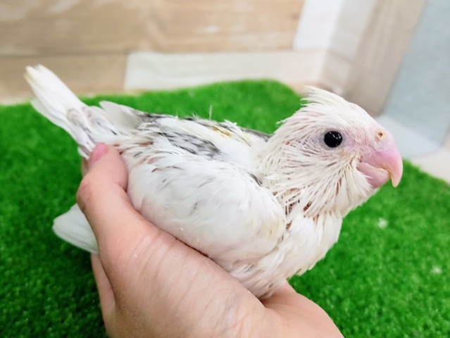 オカメインコ