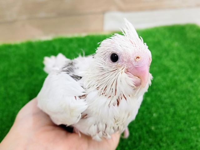 お顔が白い‎🤍オカメインコ(ホワイトフェイスパイド)のヒナ入荷しました❤