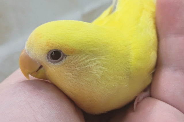 コザクラインコ（小桜インコ）