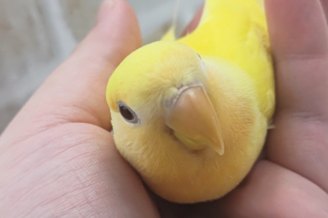 コザクラインコ（小桜インコ）