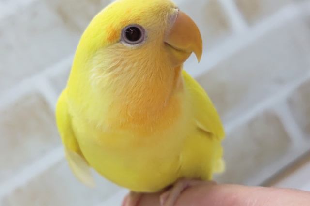 最新画像あり！ フレッシュフレッシュ～🌞 コザクラインコ(ルチノー)