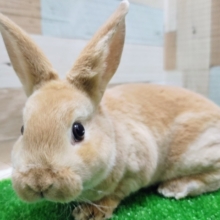 触り心地最高❤ミニレッキス(オレンジ)入荷しました❤