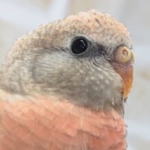 魅力はこのピンク～🩷 アキクサインコ(ローズ)