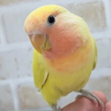 最新画像あり！ メラメラゴールデン～🌞 コザクラインコ(ゴールデンチェリー)