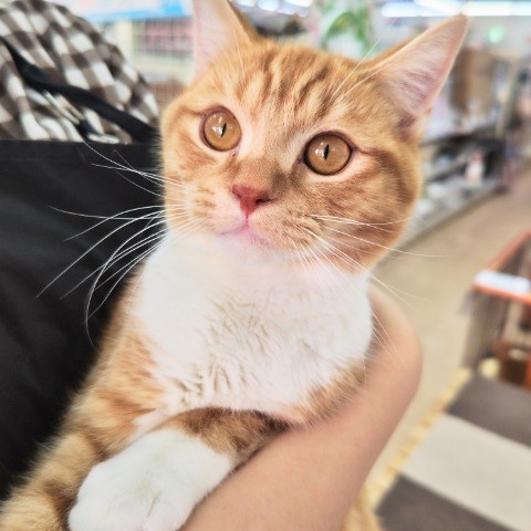 スコティッシュフォールド