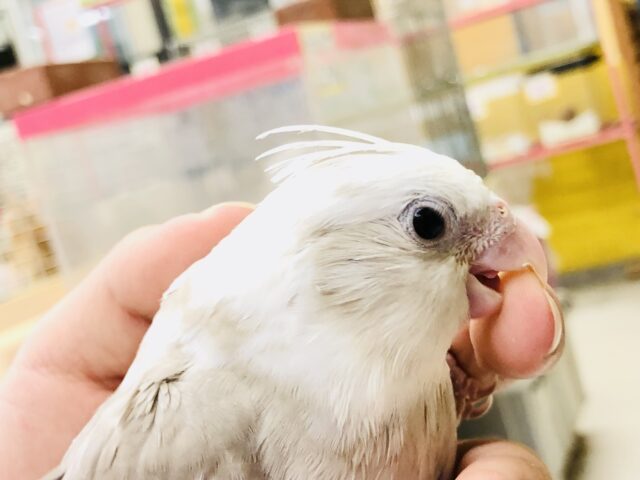 オカメインコ