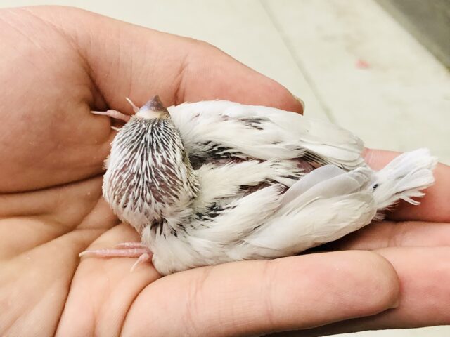 シルバー文鳥