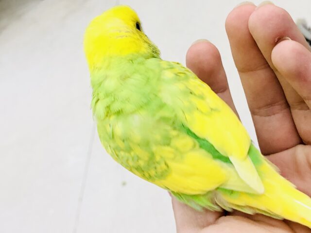 セキセイインコ