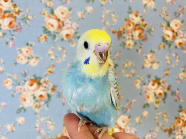 明るくキュートなスカイブルー🫧手乗りセキセイインコさん♩❤︎