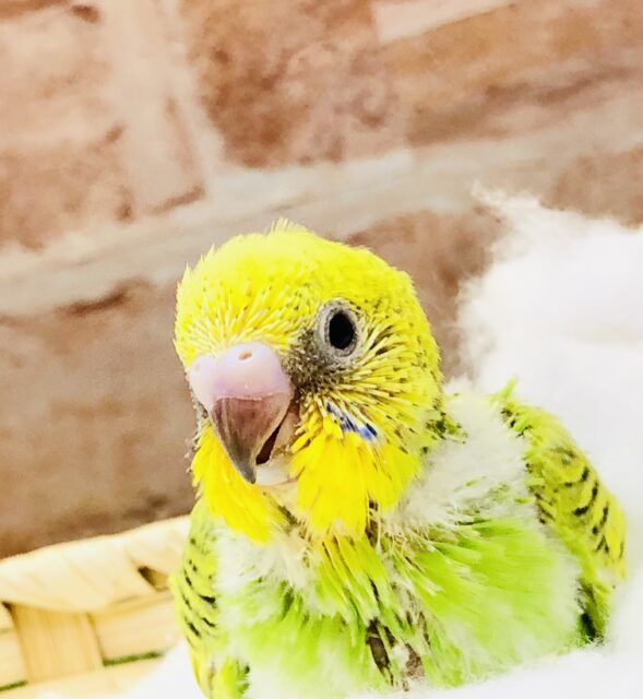 セキセイインコ