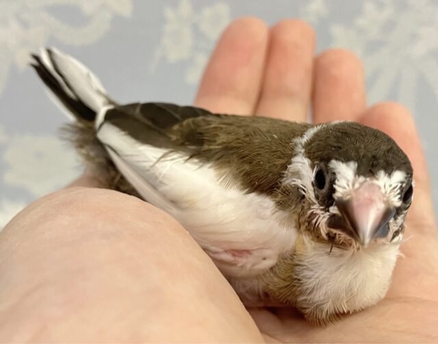 十姉妹（ジュウシマツ）