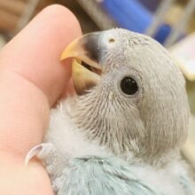【最新画像更新☆☆】これからどんなカラーになるのかな？？　小桜インコ