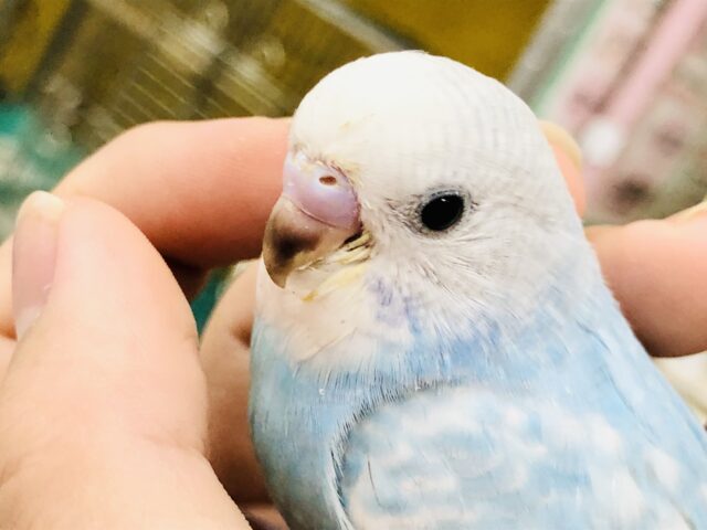 【最新画像更新☆☆】爽やか青空カラー⛅　セキセイインコ