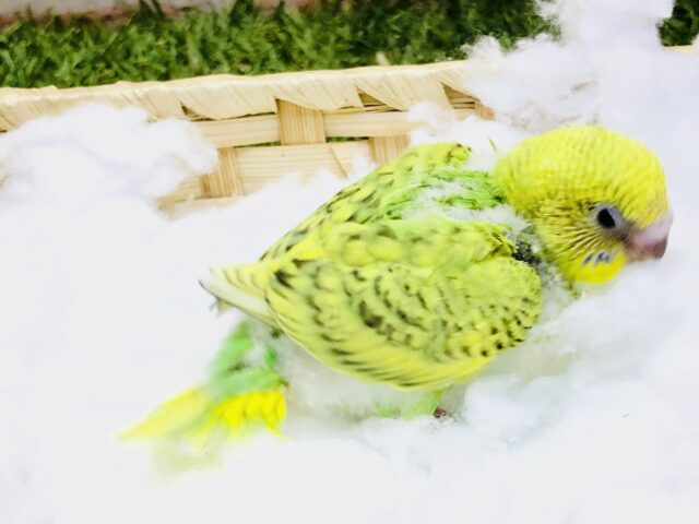 セキセイインコ