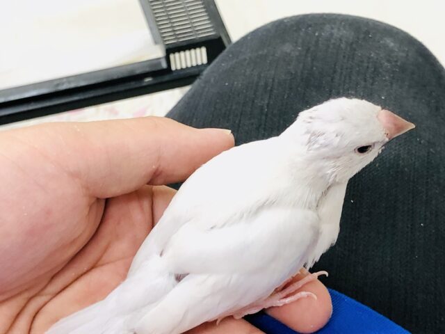 シルバー文鳥