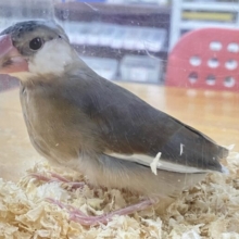 ❣️最新画像になります❣️定番人気 🩶桜文鳥 2023年9月生まれ