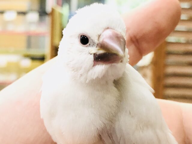 シルバー文鳥