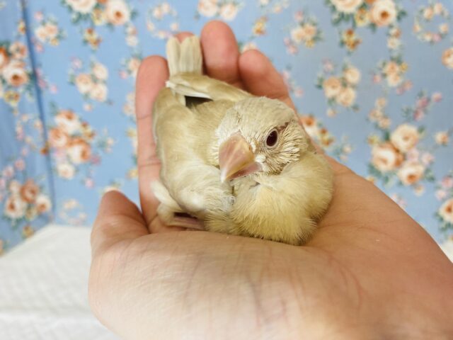 華麗に成長中❤︎*ˊᵕˋ 手乗りシナモン文鳥のヒナちゃんです❤︎🪶