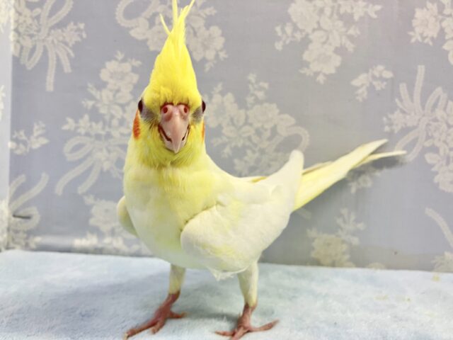 オカメインコ