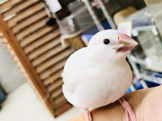 シルバー文鳥