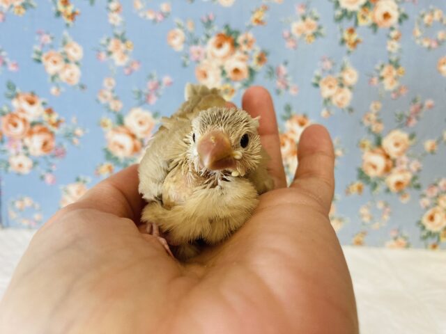 シナモン文鳥