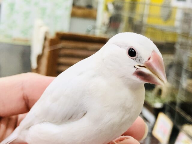 シルバー文鳥