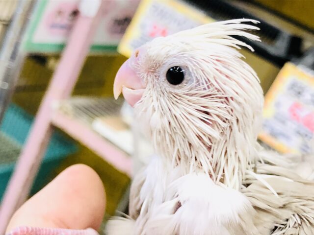 オカメインコ