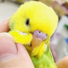 【最新画像更新☆☆】フレッシュな果実カラー！！　セキセイインコ