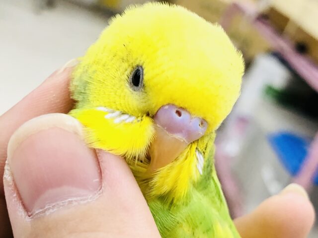 【最新画像更新☆☆】フレッシュな果実カラー！！　セキセイインコ