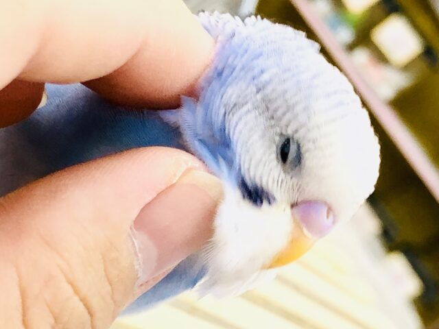 【最新画像更新☆☆】オパーリンかと思った～(*^^)v　セキセイインコ