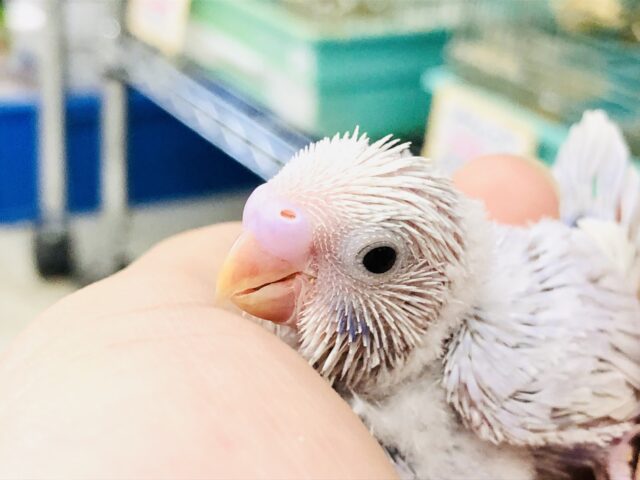 あの人気カラーが久しぶりに！！　せキセイインコ