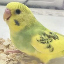 ❣️最新画像❣️おきゃわな黄色💛 セキセイインコ パイド(2023年 10月生まれ)